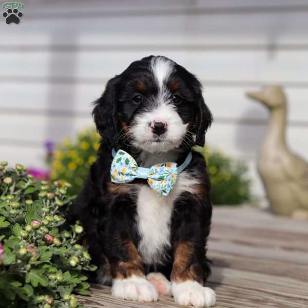 Landon, Mini Bernedoodle Puppy